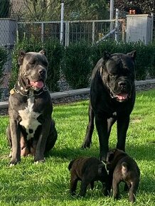 CANE CORSO