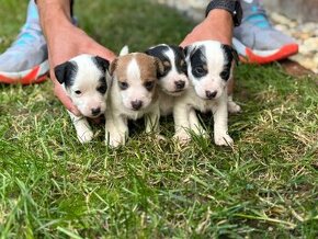 Jack Russell teriér