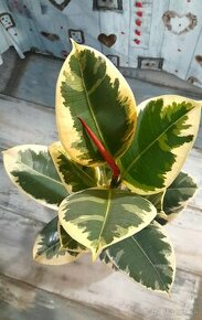 Ficus elastica tineke - 1