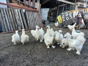 Predám násadové vajíčka hodvábnicky bielej veľkej bradatej