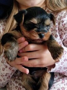 Yorkshire terrier