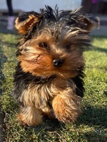 Yorkshire terrier