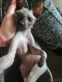 Sphynx