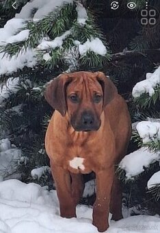 Rhodesian Ridgeback