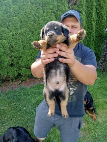 Rotvajler/Rottweiler