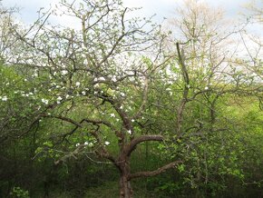 Záhradník/Arborista, záhradnícke práce