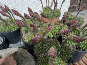 predám kaktus - echinopsis