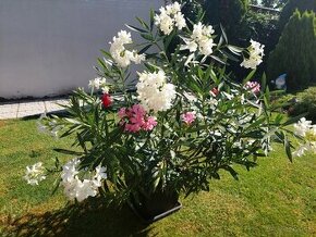 Predam krasny velky Oleander - 1