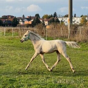 Atraktívny žrebček 1/2 quarter horse