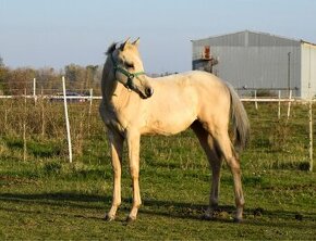 Atraktívny žrebček 1/2 quarter horse