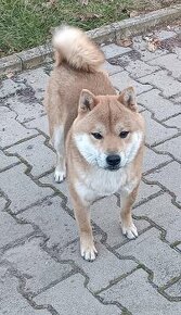 Shiba inu krytie