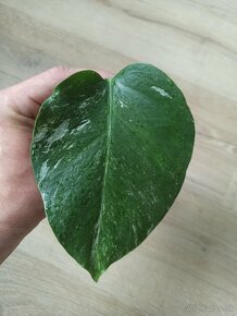 Monstera Albo Variegata