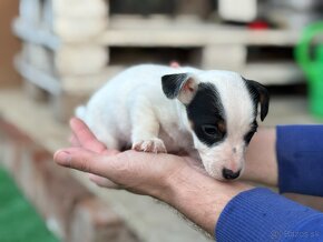 Jack Russell terrier