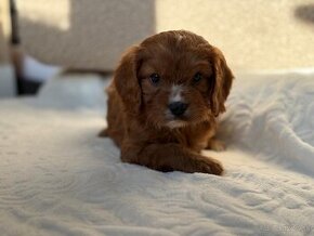 Cavapoo