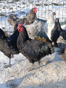 Australorp cierna kohuty