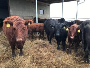 Predám vyradené kravy plemena Aberdeen Angus a Highland