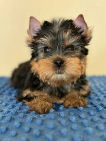 Na predaj yorkshire terrier