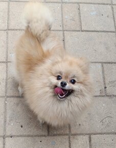 Pomeranian Fenky s PP  FCI ihneď k odberu - 1