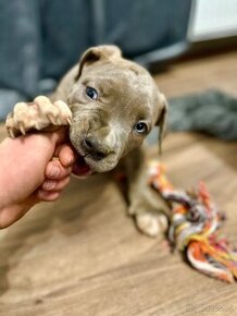 American Bully XL / Pitbull XXL