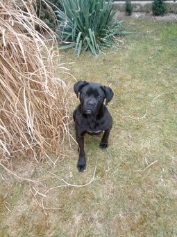 Darujem Cane Corso