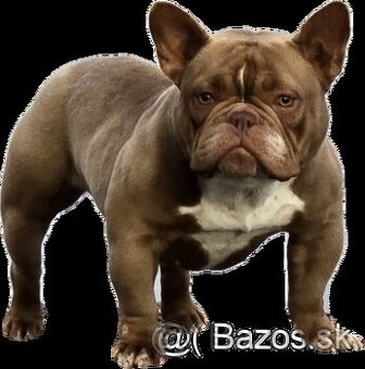 American bully exotic