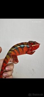 Chameleon pardali