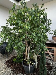 Ficus benjamin