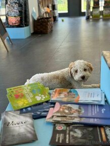 Lagotto Romagnolo s PP