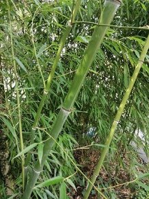 Mrazuvzdorný bambus tyčový