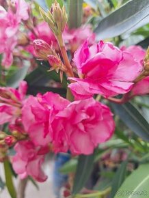 Oleander - 1