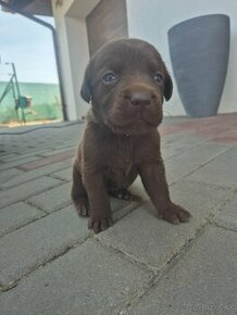 Šteniatka čokoládový Labrador UŽ LEN FENKY