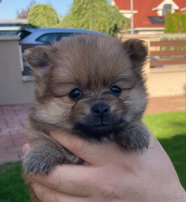 Pomeranian