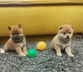 Shiba  inu