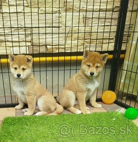 Shiba  inu