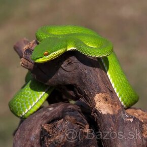 Trimeresurus albolabris