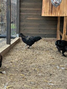 kohút , ayam cemani x hodvabnicka