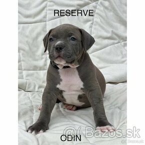 American Bully XL/XXl s PP