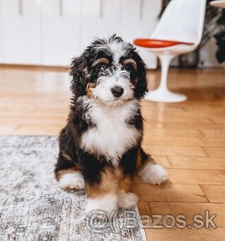 Dostupné šteniatko bernedoodle