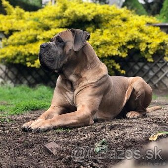 Šteniatka Cane Corso