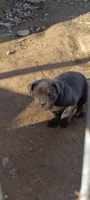 Cane corso