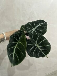 Alocasia Black Velvet