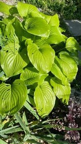 Hosta