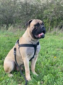 Bullmastiff na krytie - 1