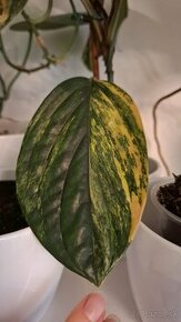 Monstera Karsteniatum (Peru) variegata - 1