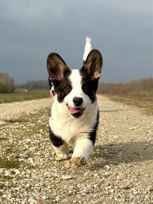 Welsh corgi cardigan.