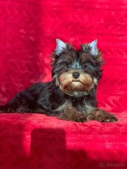 Yorkshire terrier, york