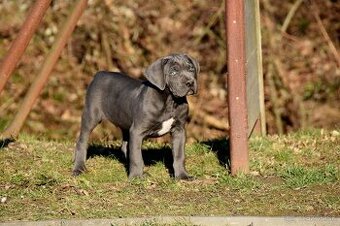 Cane Corso štěňata s FCI PP