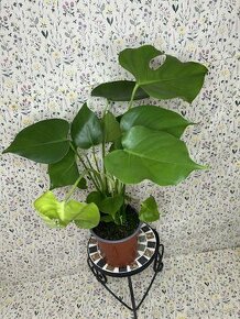 Monstera deliciosa