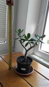 Crassula Ovata - tučnolist, Strom peňazí - 9 Eur (č. 2) - 1