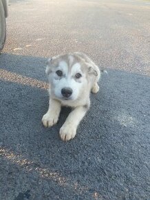 Sibírsky husky šteniatko